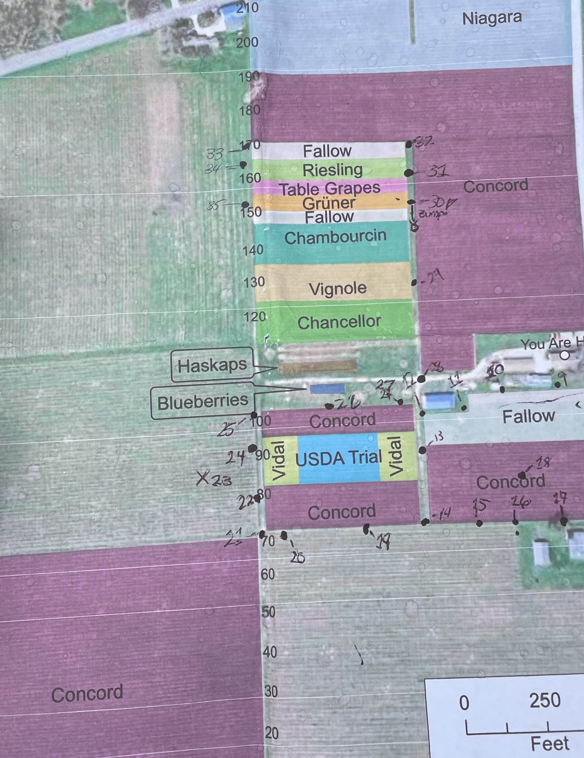Grapevine Field Survey